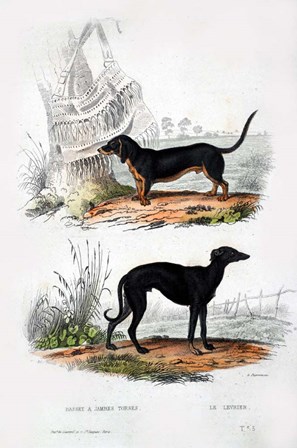 Pair of Dogs III by Georges-Louis Leclerc, Comte de Buffon art print