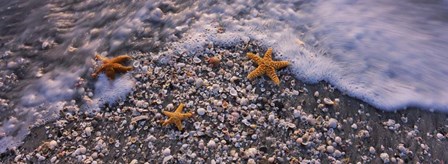 Starfish on a Beach, Gulf Of Mexico, Florida by Panoramic Images art print