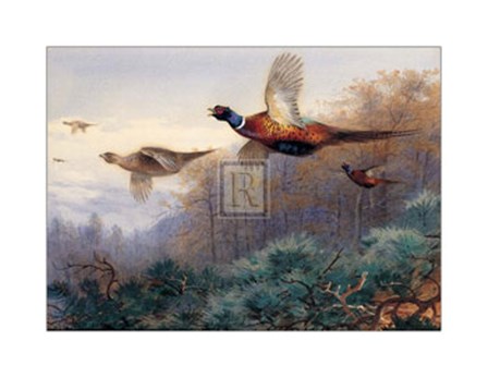 Pheasants in Flight (LE) by Archibald Thorburn art print