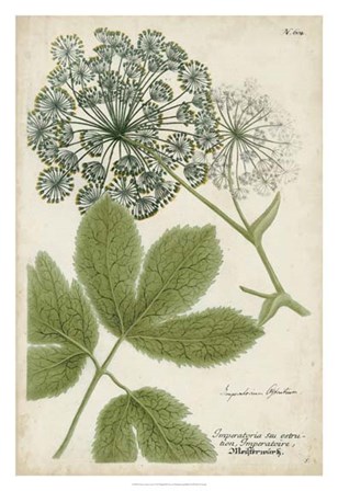 Queen Anne&#39;s Lace by Joseph Weinmann art print