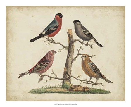 Bull Finches by Friedrich Strack art print