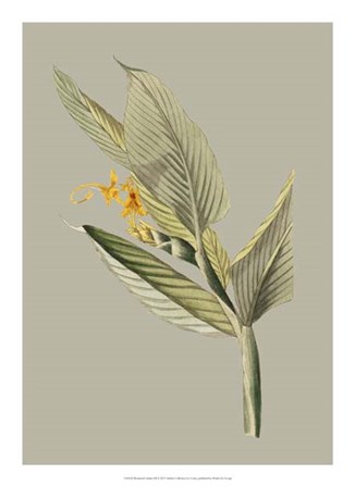 Botanical Cabinet III by E. Cooke art print