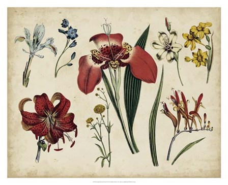 Antique Botanical Chart II art print