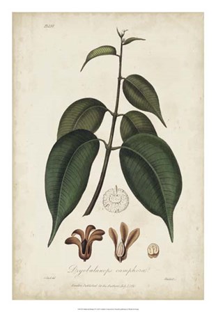 Medicinal Botany IV by Churchill art print