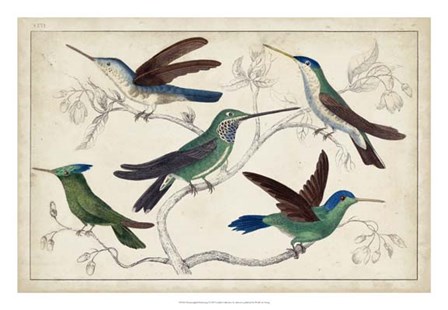 Hummingbird Gathering I art print