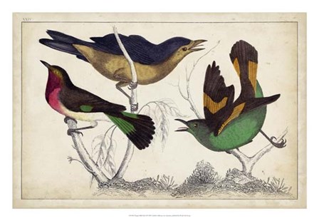 Tropical Bird Trio II art print