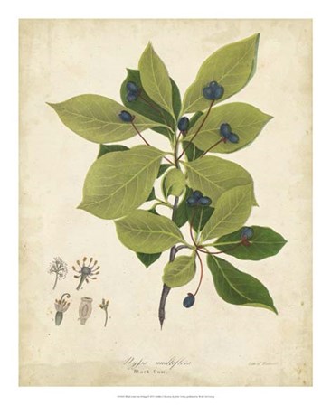 Black Gum Tree Foliage by John Torrey art print