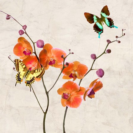 Orchids &amp; Butterflies I by Teo Rizzardi art print