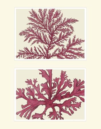 Pink Seaweed print on 2 Panels by Fab Funky art print