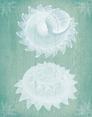 Shells White on Turquoise by Fab Funky art print