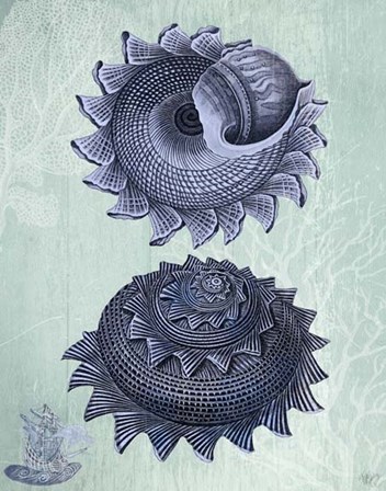 Seashell Collection 2 b by Fab Funky art print