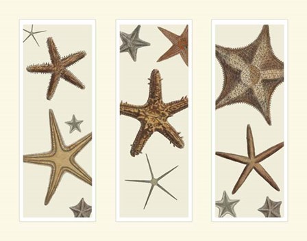 Starfish Print on 3 Panels by Fab Funky art print