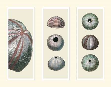 Sea Urchins on 3 Panels by Fab Funky art print