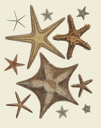 Starfish Collection 1 by Fab Funky art print