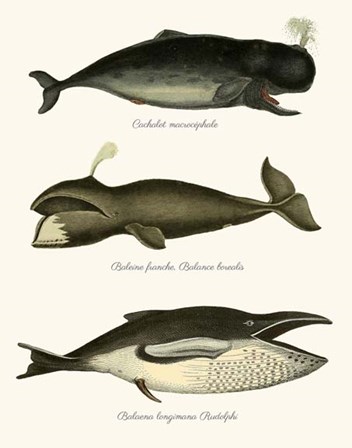 Trio of Vintage Whales by Fab Funky art print