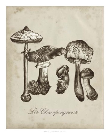 Les Champignons II by Naomi McCavitt art print