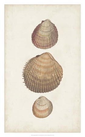 Antiquarian Shell Study IV by Vision Studio art print