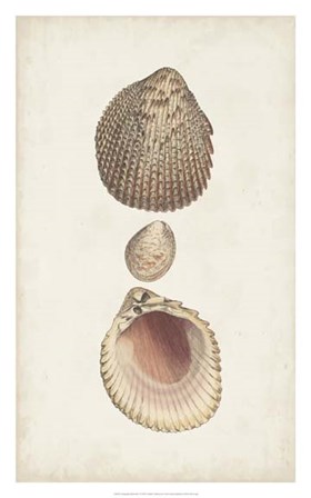 Antiquarian Shell Study VI by Vision Studio art print