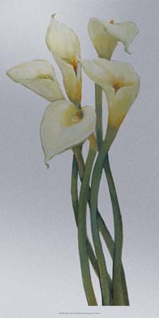 Callas on Silver I by Timothy O&#39;Toole art print