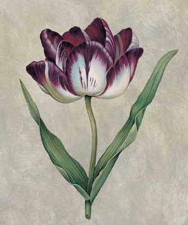 Parrot Tulip II by Jill Deveraux art print