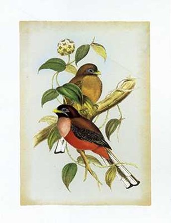 Harpactes Ardens by John Gould art print