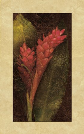 Ginger by John Seba art print