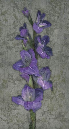 Purple Gladiola by John Seba art print