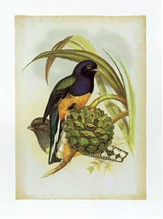 John Gould - Trogon Viridis Size 11.75x15.75 by John Gould art print