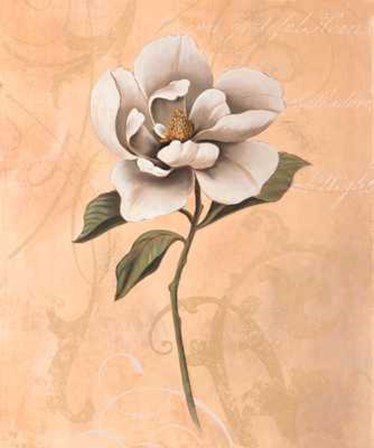 Magnolia by Virginia Huntington art print