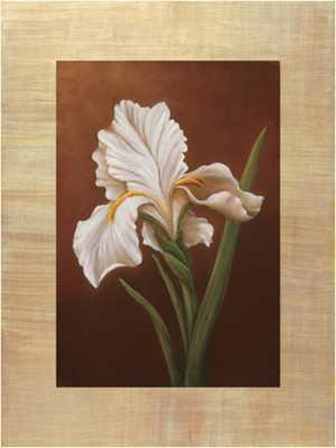 Virginia Huntington - Fleur de Iris Size 23.75x31.5 by Virginia Huntington art print