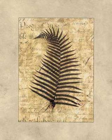 Fern I by Amy Weaver art print