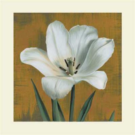 Tulipano by Andrea Trivelli art print