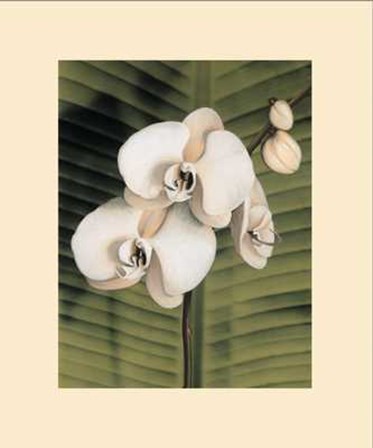 Orchid with Palm II by Andrea Trivelli art print