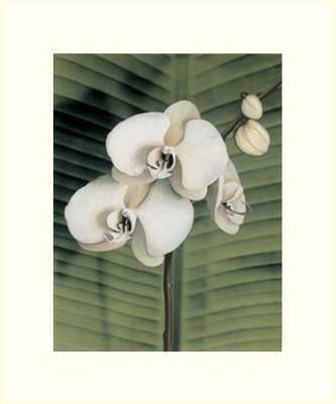 Orchid with Palm II by Andrea Trivelli art print