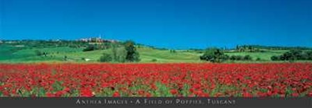 Field of Poppies, Tuscany art print