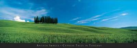 Cypress Trees in Tuscany art print