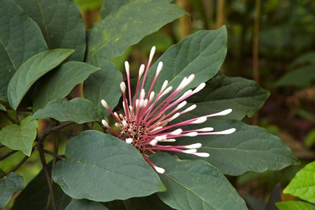 Tropical flower, Coral Coast, Viti Levu, Fiji by David Wall / Danita Delimont art print