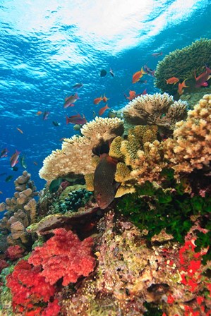 Fairy Basslet fish Swimming, Viti Levu, Fiji by Stuart Westmorland / Danita Delimont art print