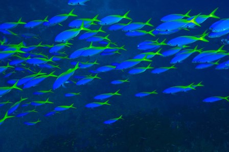 Blue-Gold Fusilier fish, Viti Levu, Fiji by Stuart Westmorland / Danita Delimont art print