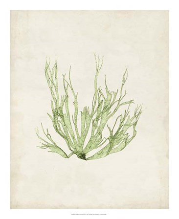 Peridot Seaweed IV by Vision Studio art print