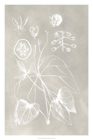 Botanical Schematic II by Vision Studio art print