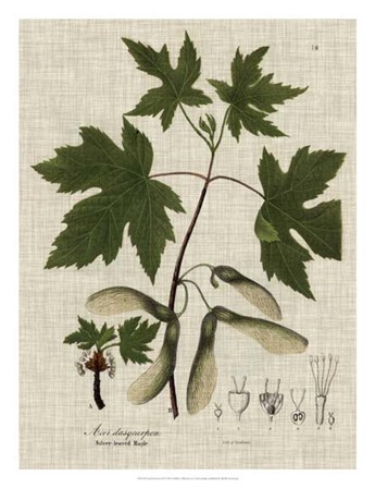 Linen &amp; Leaves II by Vision Studio art print