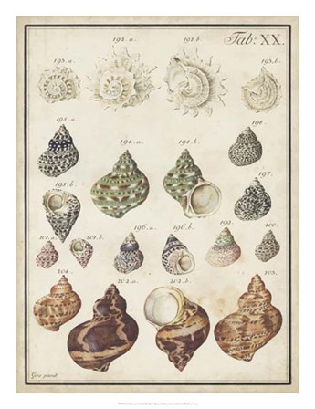 Seashell Synopsis I by Vision Studio art print