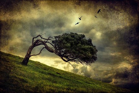 Winds of Change by Peter Elgar art print