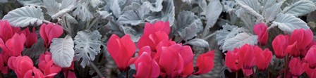 Close-up of Pink Cyclamen and Silver Dust Leaves by Panoramic Images art print