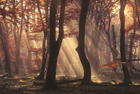 It&#39;s Raining Sunrays by Martin Podt art print