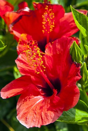 Hibiscus, Tunisia by Nico Tondini / Danita Delimont art print