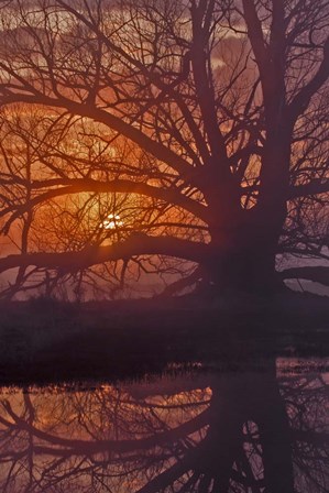 Foggy Sunrise by Larry McFerrin art print
