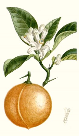 Fruit IV by Pierre Jean Francois Turpin art print