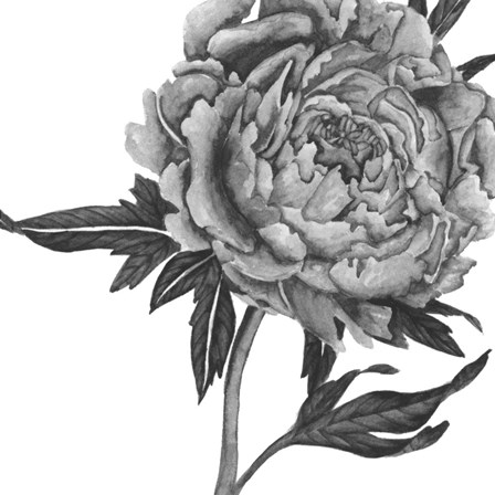 Flowers in Grey II by Melissa Wang art print